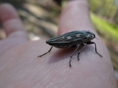 Chalcophora georgiana