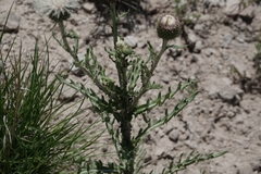 Cirsium canescens