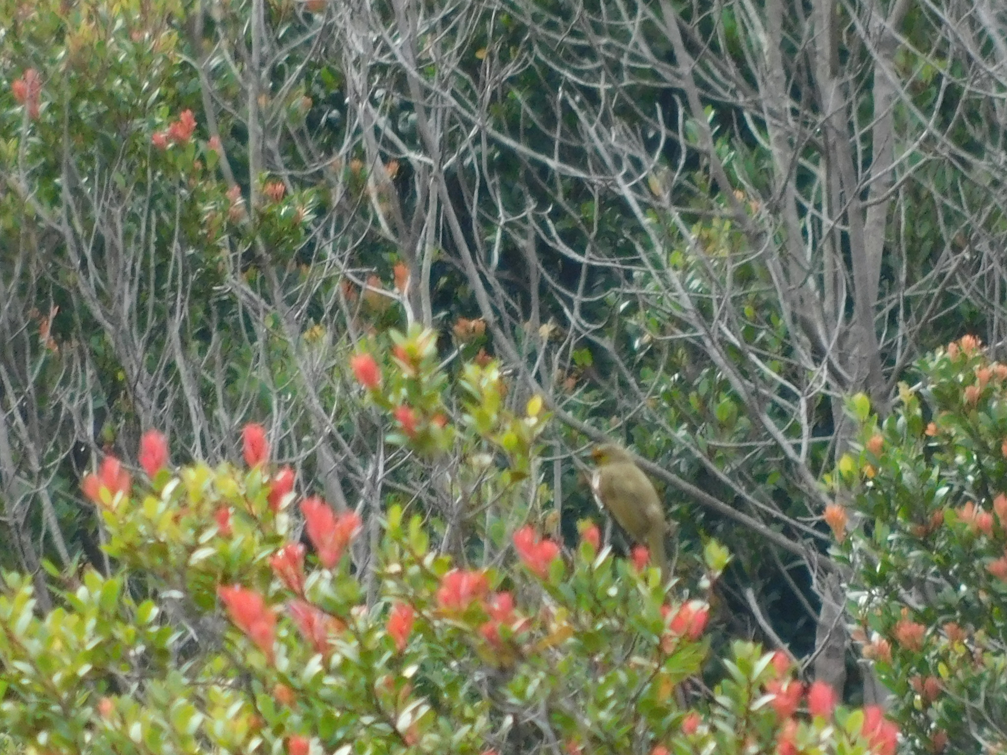 Orange-spotted Bulbul illustration