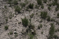 Cirsium canescens