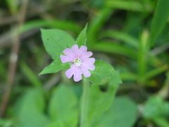Silene × hampeana
