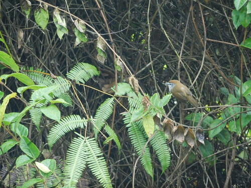 Crescent-chested Babbler (Cyanoderma melanothorax), photo 7