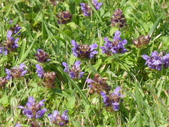 Prunella vulgaris