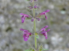 Stachys sylvatica
