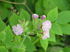 Silene × hampeana
