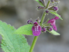 Stachys sylvatica