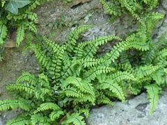 Asplenium trichomanes
