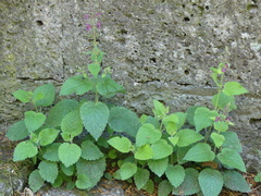 Stachys sylvatica