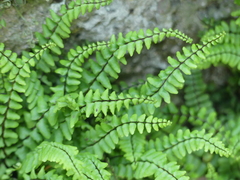 Asplenium trichomanes