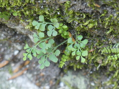 Asplenium ruta-muraria