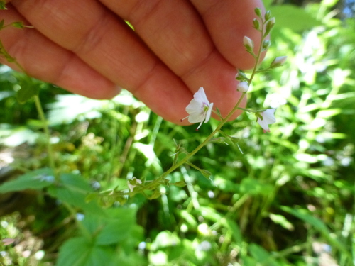 Veronica uralensis