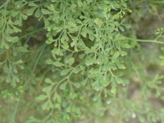 Asplenium ruta-muraria