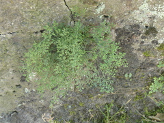 Asplenium ruta-muraria