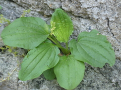 Plantago major