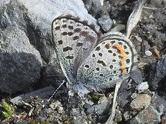 Euphilotes battoides