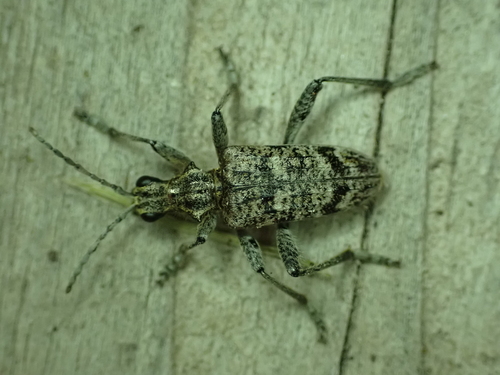 Ribbed Pine Borer