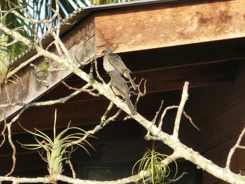 Saltator olivascens