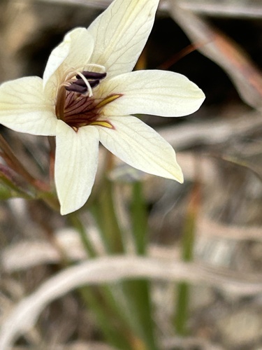 Fan Triton (Tritonia flabellifolia)