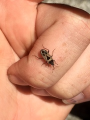 Xanthochilus saturnius