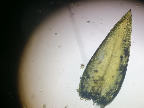 Image of Rhynchostegium riparioides by (c) Daniel Buczkiewicz, some rights reserved (CC BY-SA)
