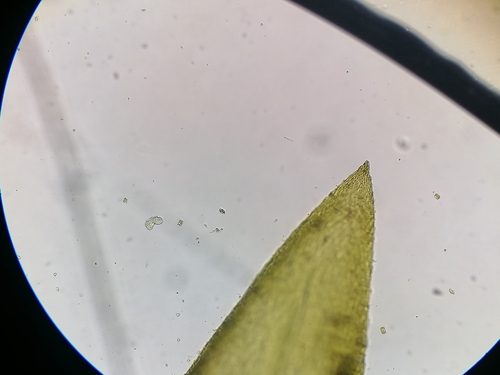 Image of Rhynchostegium riparioides by (c) Daniel Buczkiewicz, some rights reserved (CC BY-SA)