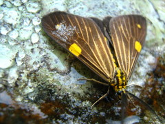 Phaeochlaena lampra