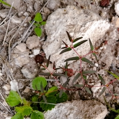Euphorbia cumbrae