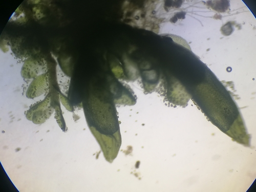 Image of Jungermannia pumila by (c) Daniel Buczkiewicz, some rights reserved (CC BY-SA)