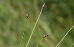 Eleocharis torticulmis