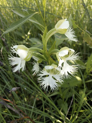 Platanthera praeclara