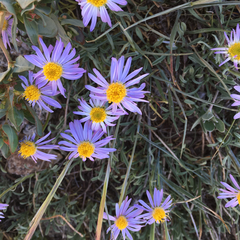 Erigeron barbellulatus
