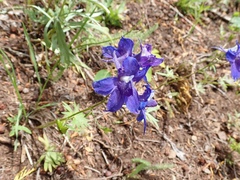 Delphinium glareosum