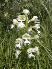 Platanthera praeclara