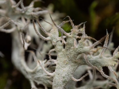 Great Ciliated Lichen
