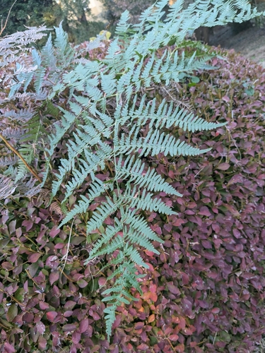 Image of Pteridium latiusculum by (c) mami_t_t, some rights reserved (CC BY)