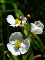 Sagittaria trifolia