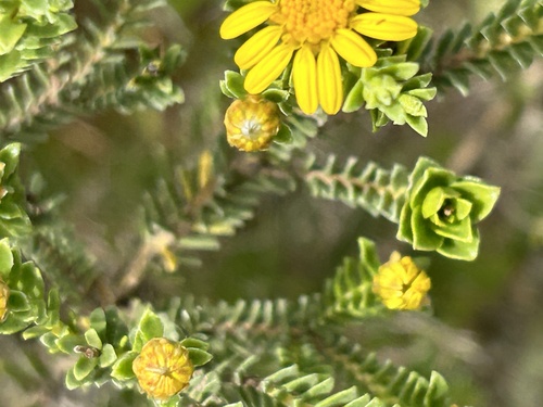 Limestone Perdekaroo (Oedera uniflora)
