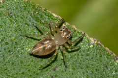 Noegus