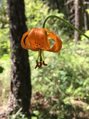 Lilium pardalinum wigginsii