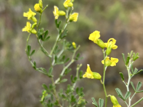 Gland Pixiepea (Melolobium adenodes)