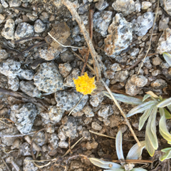 Raillardella argentea