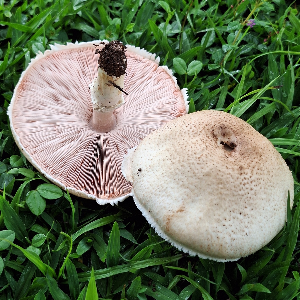 Agaricus subrufescens · November 2024 · photo: © deniszabin (iNaturalist, cc-by)
