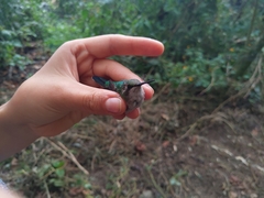 Chlorostilbon gibsoni