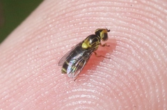 Chlorops