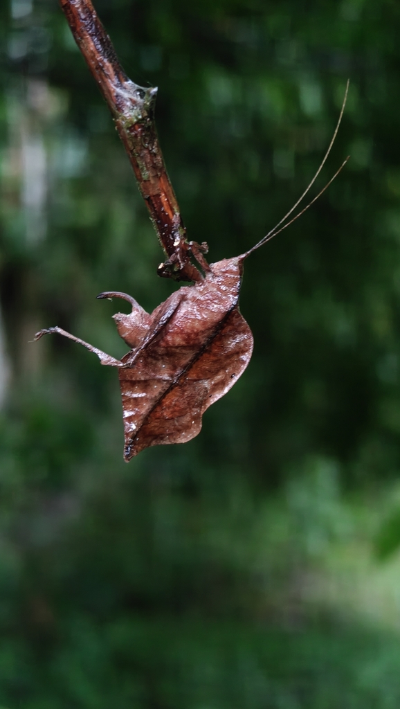 Typophyllum lacinipenne
