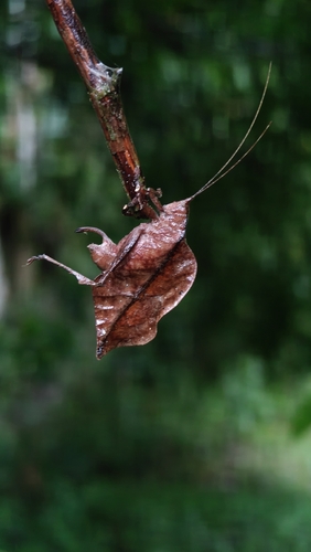 Typophyllum lacinipenne