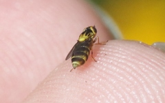 Chlorops