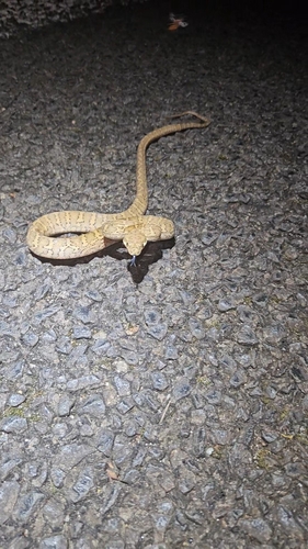 Coastal Carpet Python sighting