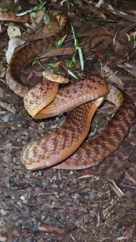 Brown Tree Snake sighting