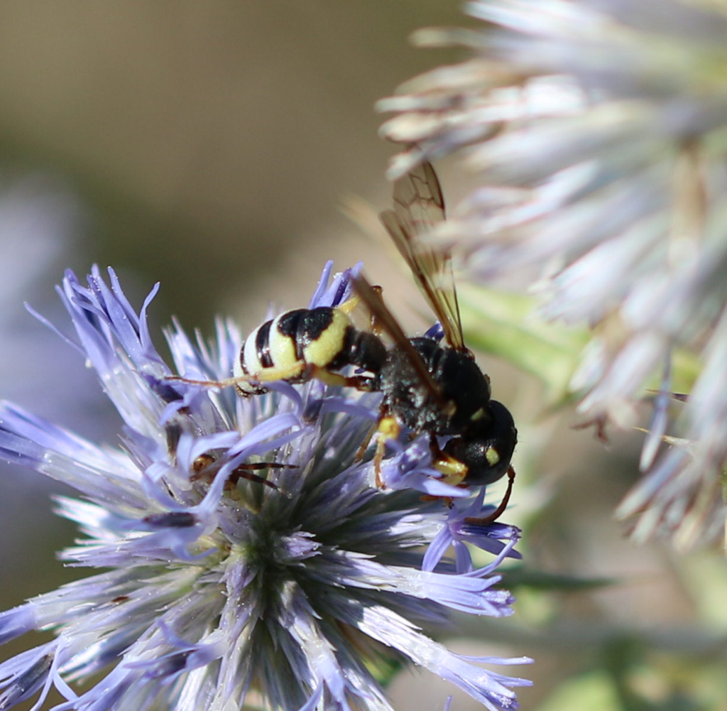 Cerceris lunata